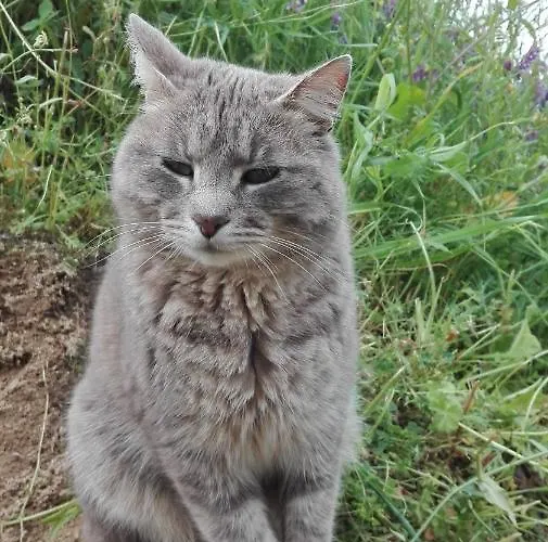 Сasa de vacaciones Panoramic House *